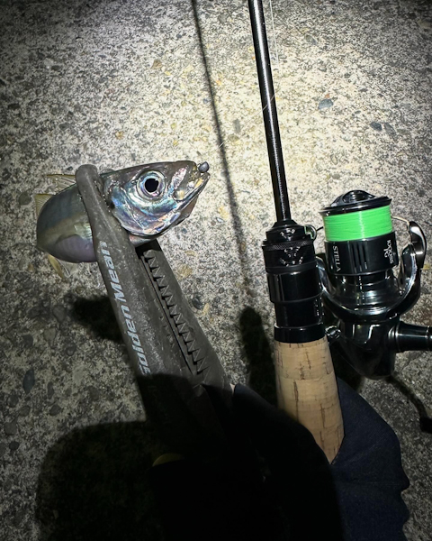 11月10日寺泊周辺釣り情報 - 更新情報